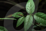 Rice Ear Bug - Leptocorisa Oratoria - Rice Pest - Animal India  
