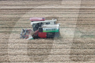 Wheat Harvest in Hangzhou