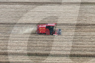 Wheat Harvest in Hangzhou
