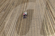 Wheat Harvest in Hangzhou