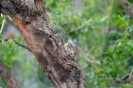 India Animal