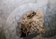 Black Mud-dauber Wasps - Sceliphron - Animal India