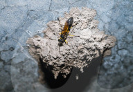 Black Mud-dauber Wasps - Sceliphron - Animal India