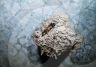 Black Mud-dauber Wasps - Sceliphron - Animal India