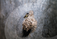 Black Mud-dauber Wasps - Sceliphron - Animal India