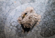 Black Mud-dauber Wasps - Sceliphron - Animal India