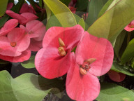 Flowers On A Crown Of Thorns Plant