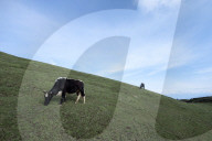 Sailung Sojourn: Yaks On The Hill Tops