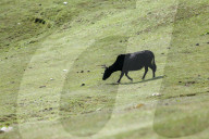 Sailung Sojourn: Yaks On The Hill Tops