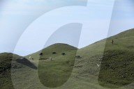 Sailung Sojourn: Yaks On The Hill Tops