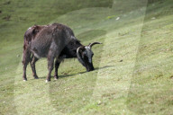 Sailung Sojourn: Yaks On The Hill Tops