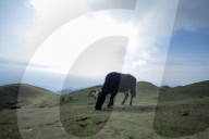 Sailung Sojourn: Yaks On The Hill Tops