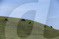 Sailung Sojourn: Yaks On The Hill Tops