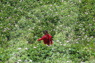 Daily Life-agriculture, Nepal