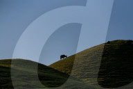 Sailung Sojourn: Yaks On The Hill Tops