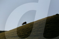 Sailung Sojourn: Yaks On The Hill Tops