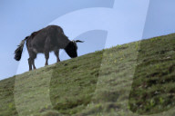 Sailung Sojourn: Yaks On The Hill Tops