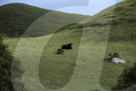 Sailung Sojourn: Yaks On The Hill Tops