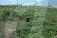 Daily Life-agriculture, Nepal