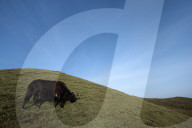 Sailung Sojourn: Yaks On The Hill Tops