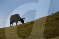 Sailung Sojourn: Yaks On The Hill Tops