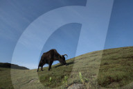Sailung Sojourn: Yaks On The Hill Tops