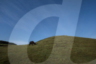 Sailung Sojourn: Yaks On The Hill Tops