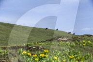 Sailung Sojourn: Yaks On The Hill Tops