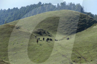 Sailung Sojourn: Yaks On The Hill Tops