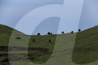 Sailung Sojourn: Yaks On The Hill Tops