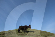 Sailung Sojourn: Yaks On The Hill Tops