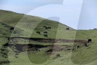 Sailung Sojourn: Yaks On The Hill Tops
