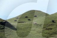 Sailung Sojourn: Yaks On The Hill Tops