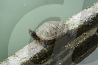Assam Roofed Turtle In India