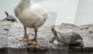 Assam Roofed Turtle In India