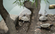 Assam Roofed Turtle In India