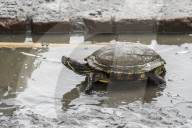 Assam Roofed Turtle In India