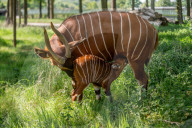 In der freien Wildbahn vom Aussterben bedroht: Nachwuchs bei den Kenia-Bongos im Woburn Safari Park