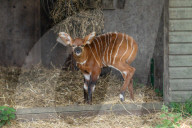 In der freien Wildbahn vom Aussterben bedroht: Nachwuchs bei den Kenia-Bongos im Woburn Safari Park
