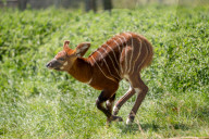 In der freien Wildbahn vom Aussterben bedroht: Nachwuchs bei den Kenia-Bongos im Woburn Safari Park
