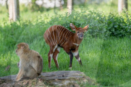 In der freien Wildbahn vom Aussterben bedroht: Nachwuchs bei den Kenia-Bongos im Woburn Safari Park