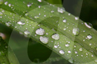 Rain In Toronto, Canada