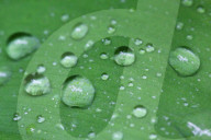 Rain In Toronto, Canada