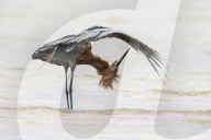 Preening Reddish Egret in Florida
