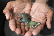 World Turtle Day 