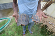 World Turtle Day 