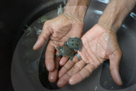 World Turtle Day 