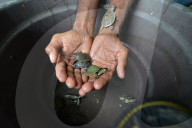 World Turtle Day 