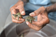 World Turtle Day 