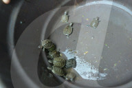 World Turtle Day 